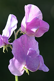 Lathyrus