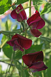 lathyrus