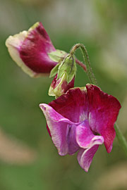 lathyrus