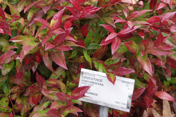 Leucothoë fontanesiana