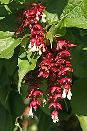 Leycesteria