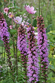 liatris spicata