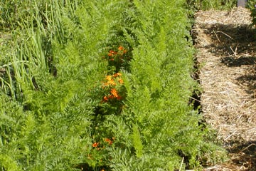 Løg, gulerødder og tagetes.