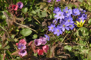 Lungeurt og Blå Anemone