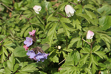 Lungeurt i skov med anemoner