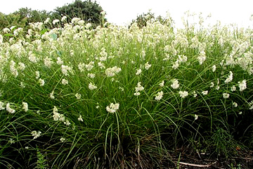 Snefrytle med hvide blomster i juni–juli.