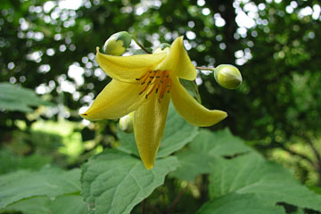 Månestråle, Kirengeshoma palmata