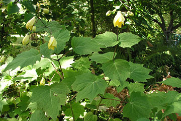 Månestråle, Kirengeshoma palmata