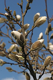 Magnolietræet her her allerede åbnet sine knopper