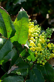 mahonia