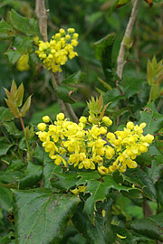 Mahonia