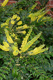 Mahonia × media i fuld blomstring i december.