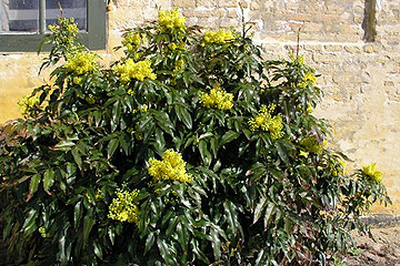 Mahonia er en stedsegrøn busk, der har blanke tornede blade og