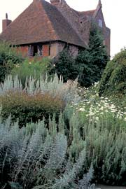 Malurt i Den hvide Have, Sissinghurst, England