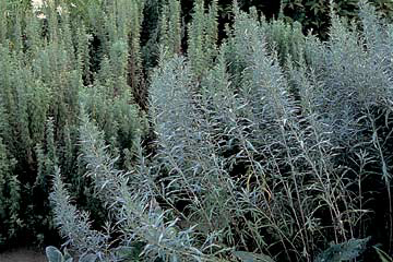 Malurt, Artemisia absinthium