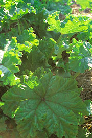 Malva crispa