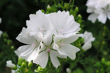 Muskatkatost, Malva moschata ssp. alba