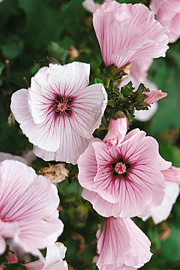 Mamelukærme med flotte lyserøde blomster.