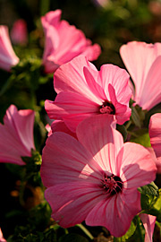 Mamelukærme blomstrer flittigt til frosten kommer.