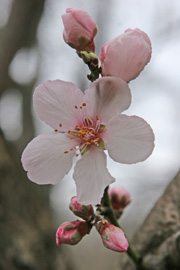 Mandelfersken, Prunus × persucoides