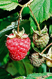 ‘Meeker’ er en sommersort med røde bær.