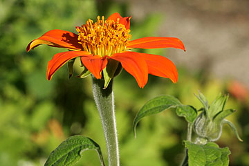 Tithonia rotundifolia