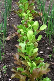 Mesclun