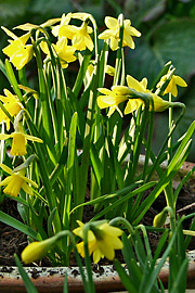 Minipåskeliljer i fuldt flor midt i marts.