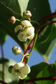 Minikiwiblomster