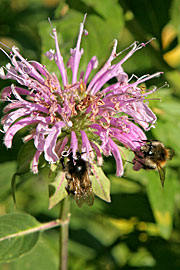 monarda