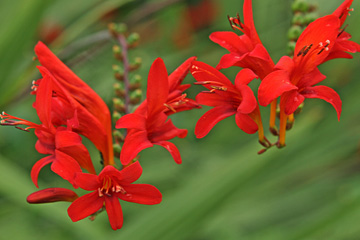 Montbretia er flot med sine freesialignende blomster.