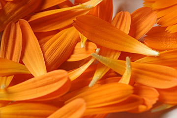 Blomsterblade på morgenfrue kan bruges i maden og som pynt.