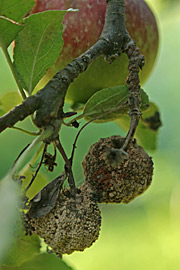 Æbler angrebet af gul monilia skrumper de på rekordtid ind til små mumier, som sørger for at svampen