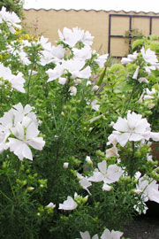 Muskatkatost, Malva moschata