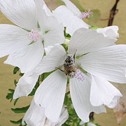 Muskatkatost, Malva moschata bi pollen