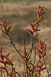 Pors blomstrer inden løvspring