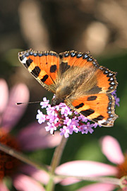 Nældens takvinge på besøg i Verbena bonariensis.