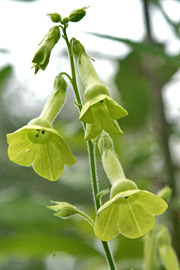 Grøngul tobak, Nicotiana langsdorfii – en fin sommerblomst
