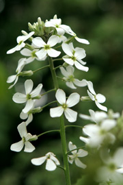 Hesperis matronalis