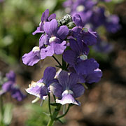 Nemesia hybrida ‘Aromatic Blue’