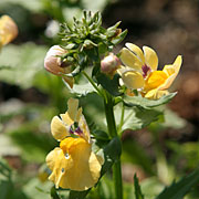 Nemesia hybrida ‘Saffron’