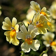 Nemesia hybrida ‘Sunsatia Blackberry’