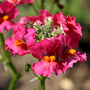 Nemesia hybrida ‘Sunsatia Blackberry’