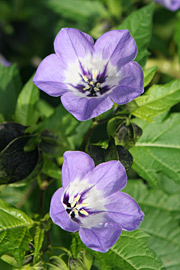 Kantbæger har blå blomster og friskgrønne blade