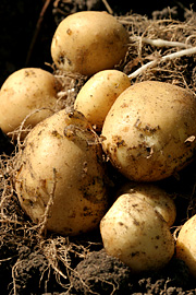 Nye kartofler direkte fra haven er en kvalitet for sig