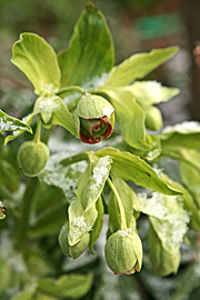 Stinkende nyserod blomstrer fra februar