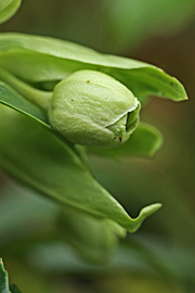 Stinkende nyserod har grønne knopper og blomster