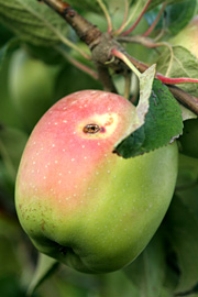 Filippaæble, hvor larven har forladt æblet.