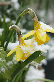 Påskens gule blomster pyntet med lidt let sne.