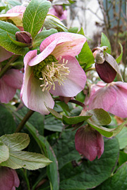 Juleroserne står i fuldt flor, hvis man har tidlige sorter, og de har en lang blomstringstid.